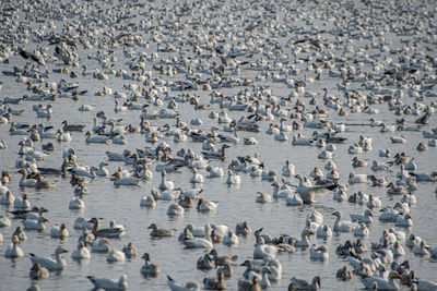 Flock of geese on  lake