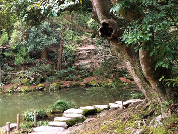 View of a lake in a forest