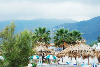 Palm trees on beach against blue sky