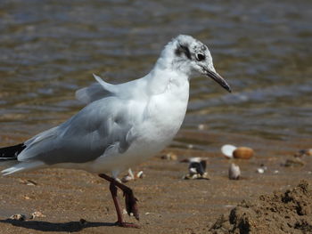 Seagull on beach