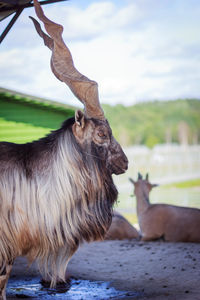 More horned goat stands in the stall