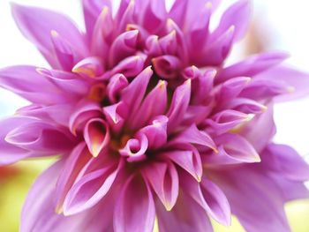 Close-up of pink dahlia