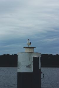 Seagull perching on lake against sky