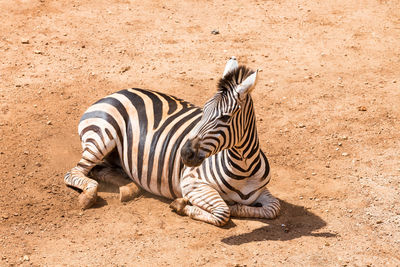 Zebra lying on a land