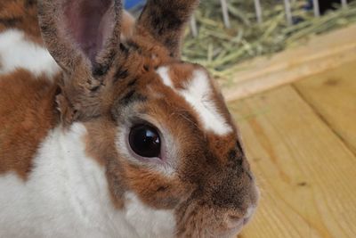 Close-up portrait of a rabbit 