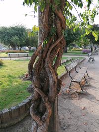 Tree growing in park