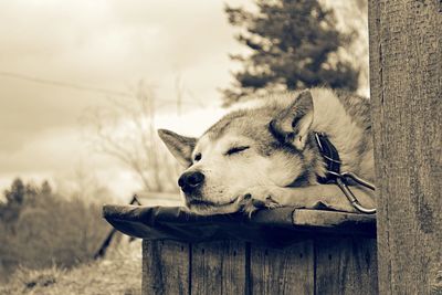 Dog sleeping outdoors