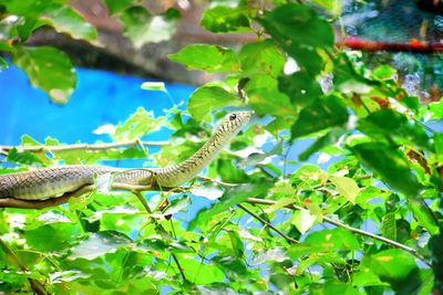 Close-up of lizard on tree