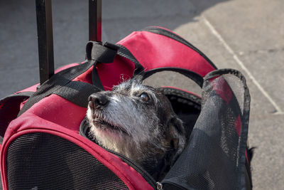 Close-up of black dog sitting outdoors