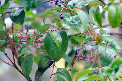 Close-up of fruits on tree