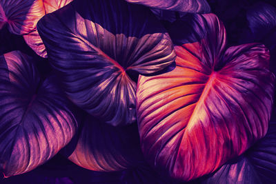 Purple tropical leaves texture background