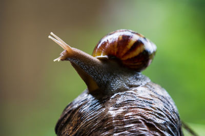 Close-up of snail