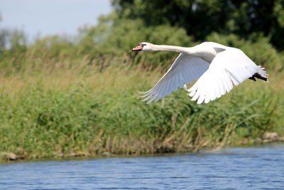 Close-up of bird flying over water