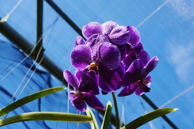 Close-up of fresh purple orchid flowers against blue sky