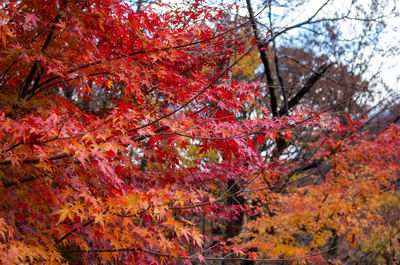 Low angle view of maple tree