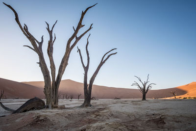 Bare tree on desert against clear sky