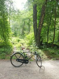 Bicycle against trees