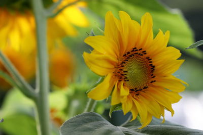 Close-up of sunflower