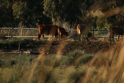 Horses on field