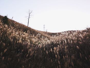 Scenic view of field against clear sky