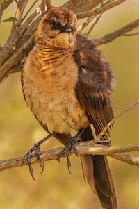 Close-up of bird perching on branch