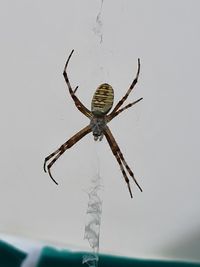 Close-up of spider on web