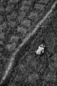 High angle view of cat on field