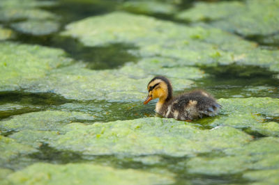 Duck in a lake