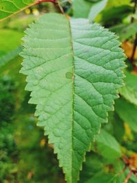 Close-up of green leaf