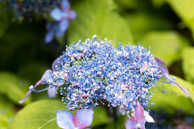 Close-up of purple flowering plant