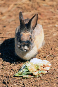 Cute pet rabbit with interesting colour 