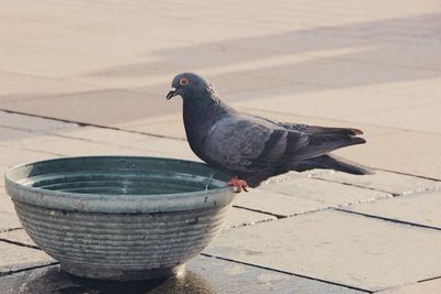 Close-up of pigeon perching on footpath