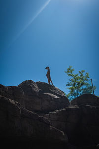 Low angle view of bird on rock against blue sky