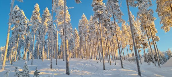 Bare trees on snow covered land against sky