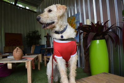 Dog sitting on chair at home