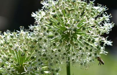 Close-up of white flowering plant