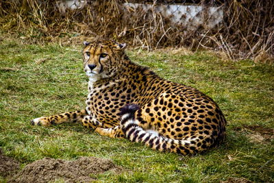 Portrait of cheetah on field