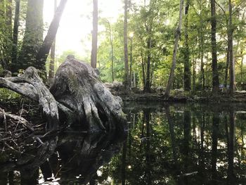 Trees by lake in forest