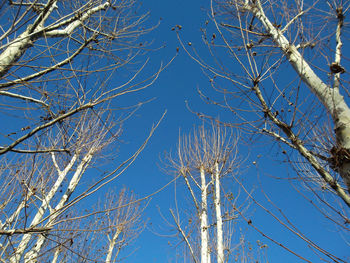 Low angle view of bare tree against blue sky