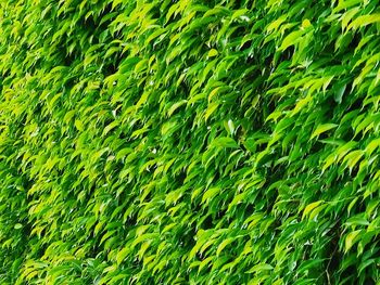 Full frame shot of fresh green plants