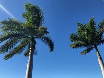 Low angle view of palm trees against clear blue sky