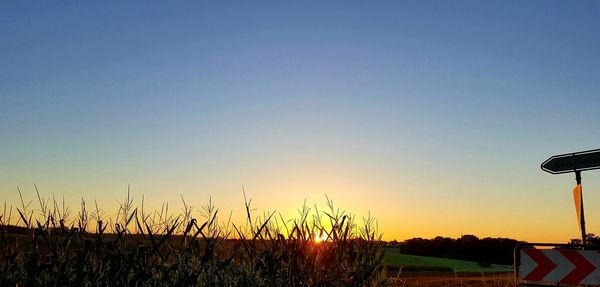 Silhouette of trees at sunset