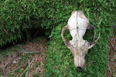 View of animal skull on field