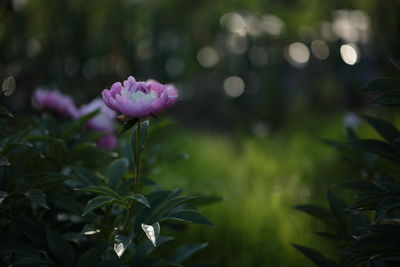 Close-up of pink flowering plant