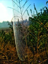 Close-up of spider web on plant