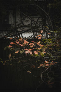 Close-up of tree at night