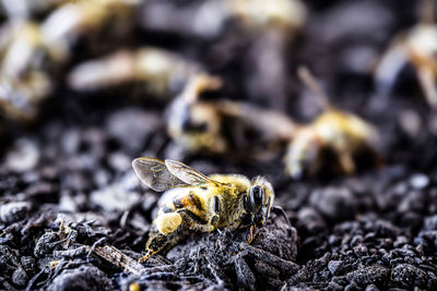 Close-up of bee on rock