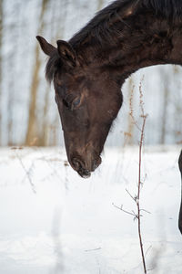 Horse standing on snow covered field