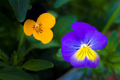 Geranium flower