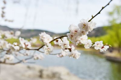 Close-up of cherry blossoms